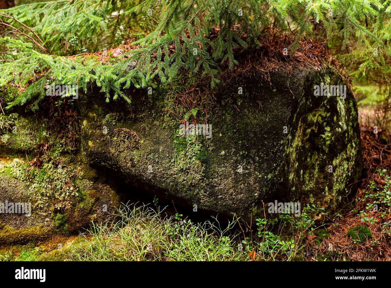 foresta profonda con pietre e rocce di montagna da tavola, paesaggio naturale selvaggio, foto orizzontale Foto Stock