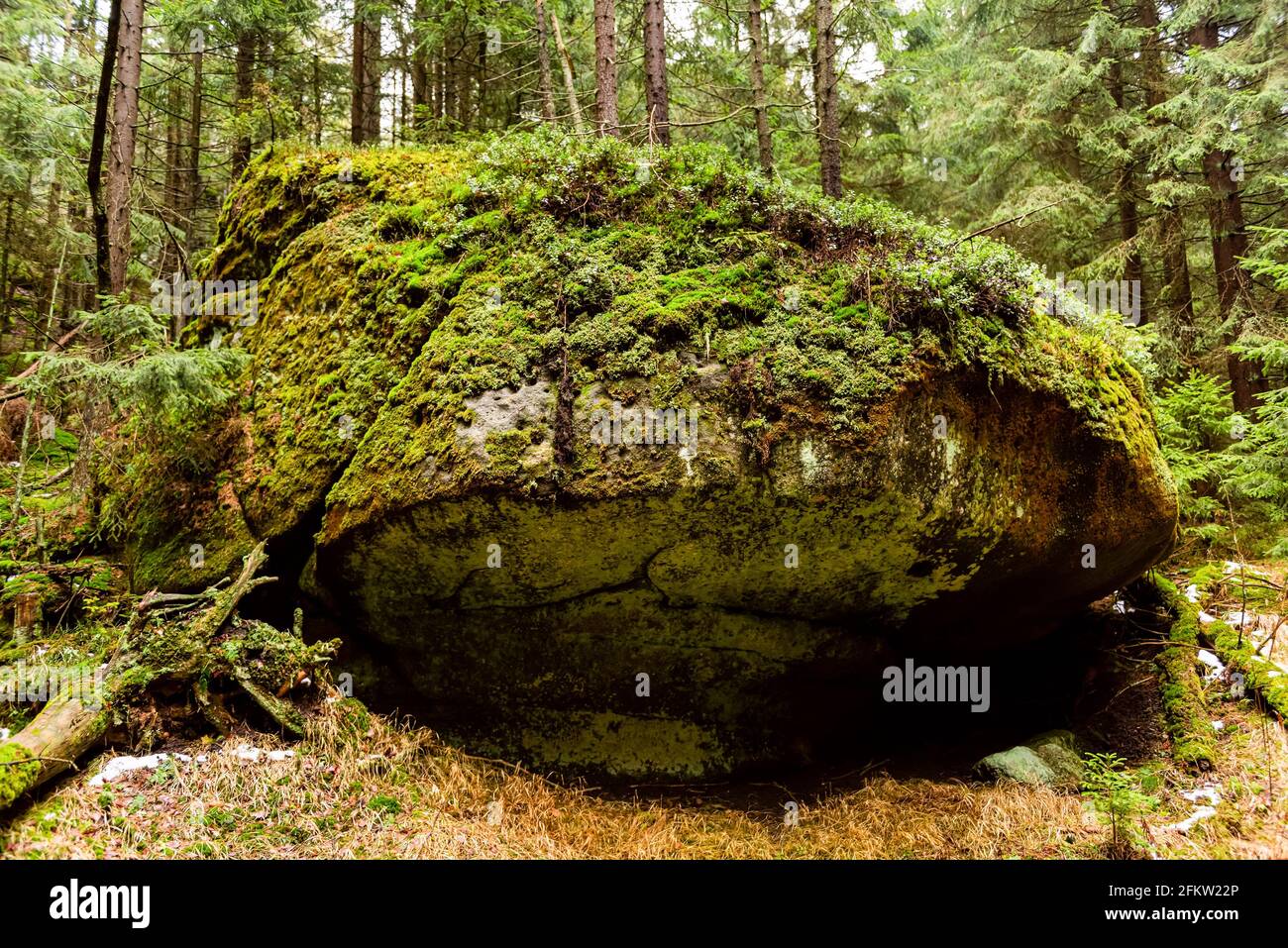 foresta profonda con pietre e rocce di montagna da tavola, paesaggio naturale selvaggio, foto orizzontale Foto Stock