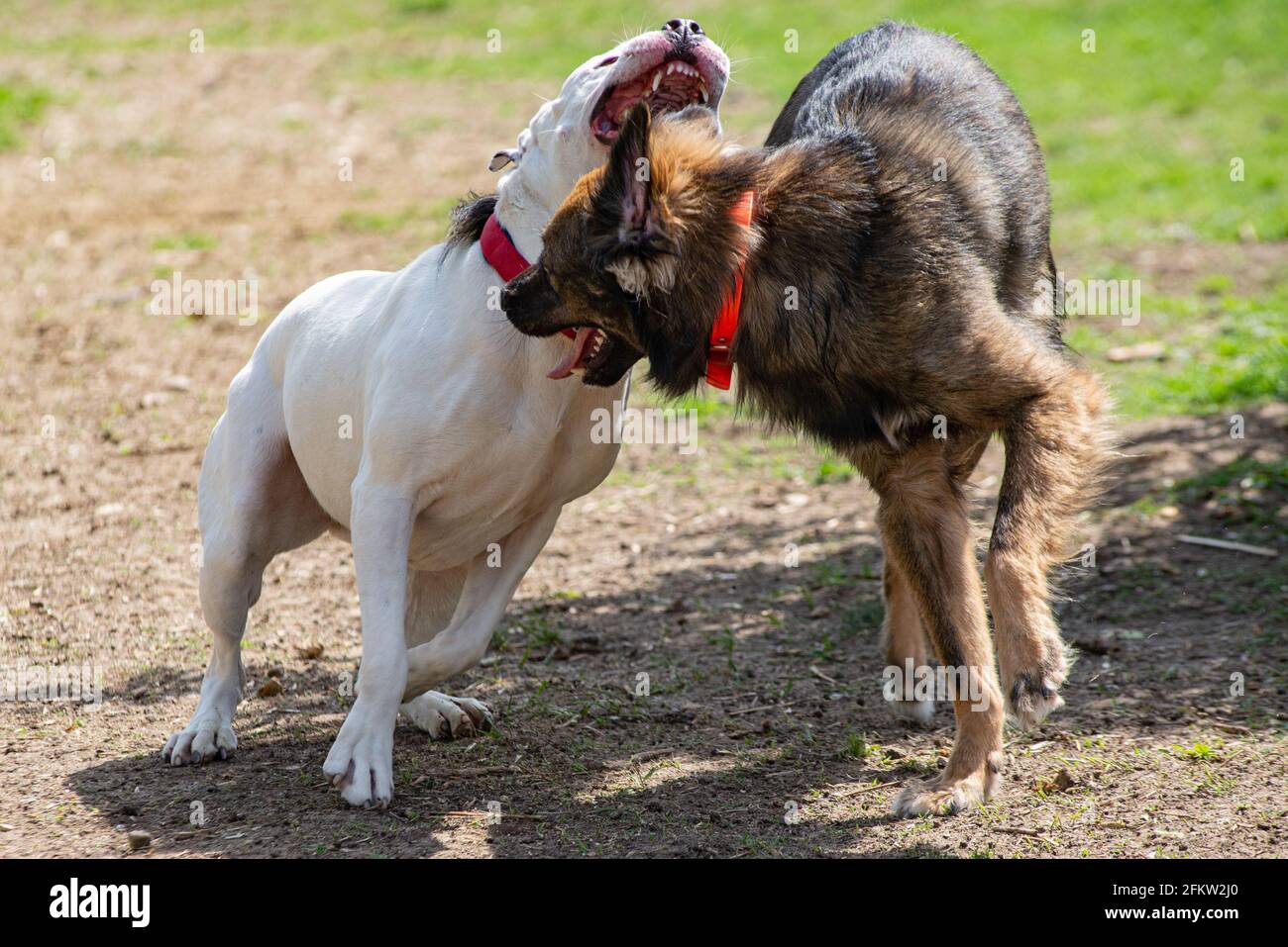 Due cani stanno combattendo nel loro gioco, il terrier pitbull bianco sta puntando il collo di un cane marrone all'aperto. Foto Stock