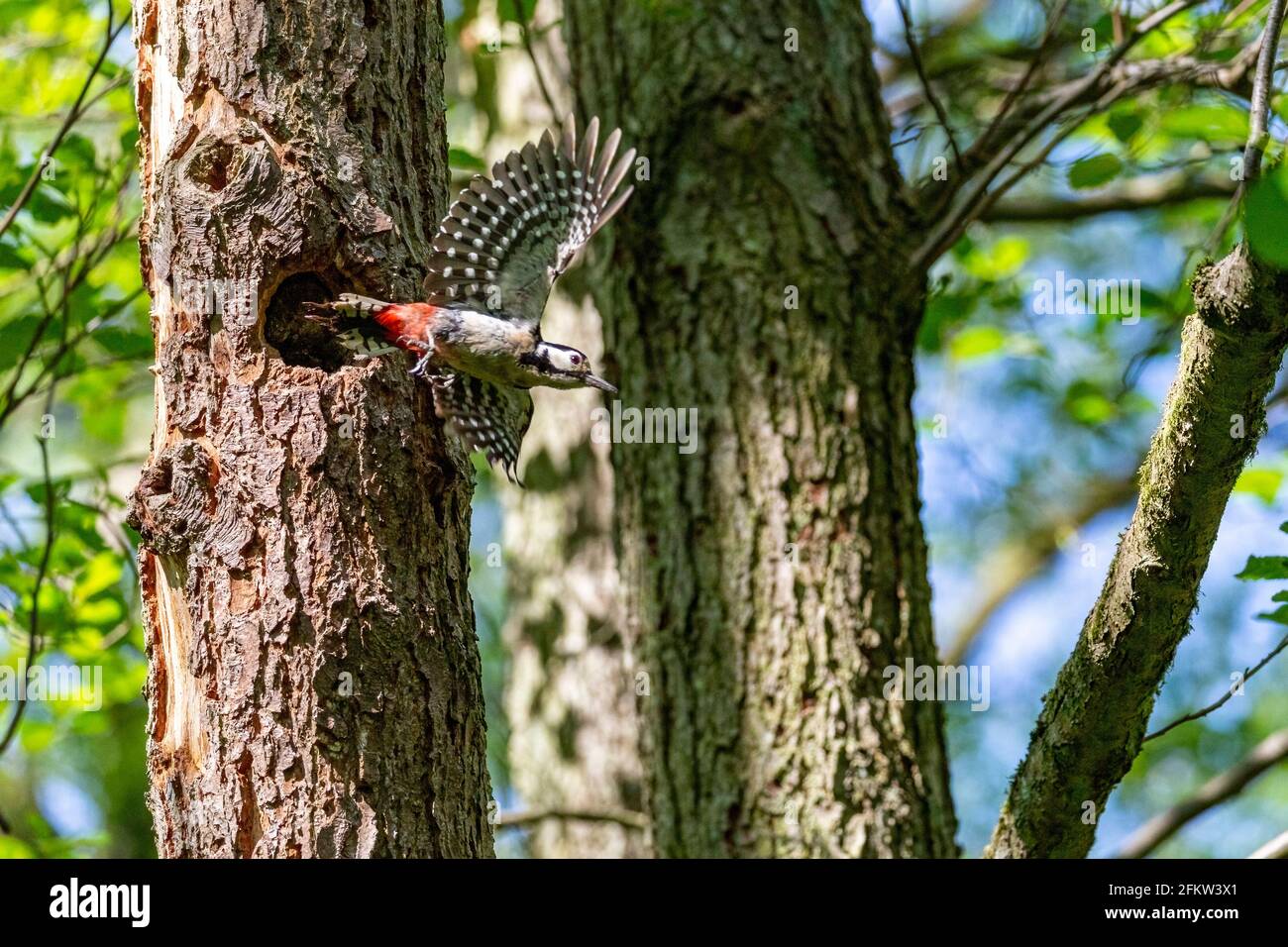 Picchio più grande puntato in volo da buco nido (Dendrocopos Major) In Alder Carr Foto Stock