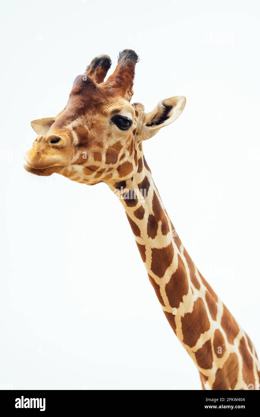 Un primo piano di una bella giraffa testa sopra uno sfondo bianco Foto Stock