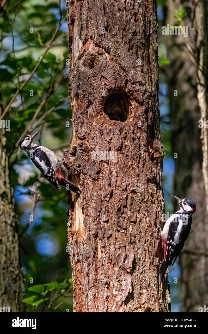 Femmina (L) e maschio (R) maggiore Picchio punteggiato (Dendrocopos Major) appollaiato dal buco del nido in Alder Carr. Il maschio sta portando cibo. Foto Stock