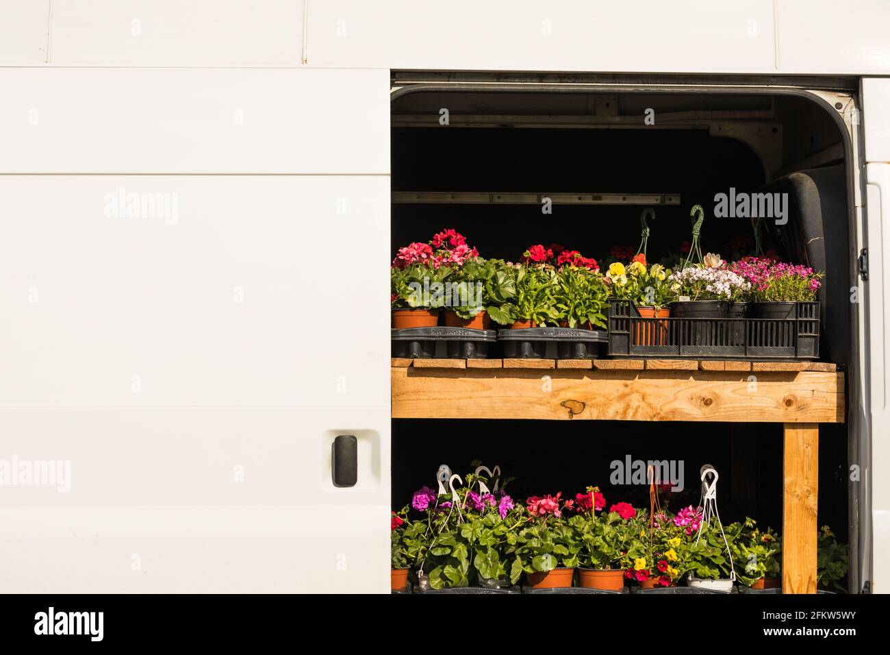 Piante di fiori - pelargonio e petunia - in fase di trasporto un furgone ad un mercato dell'agricoltore da un agricoltore Foto Stock