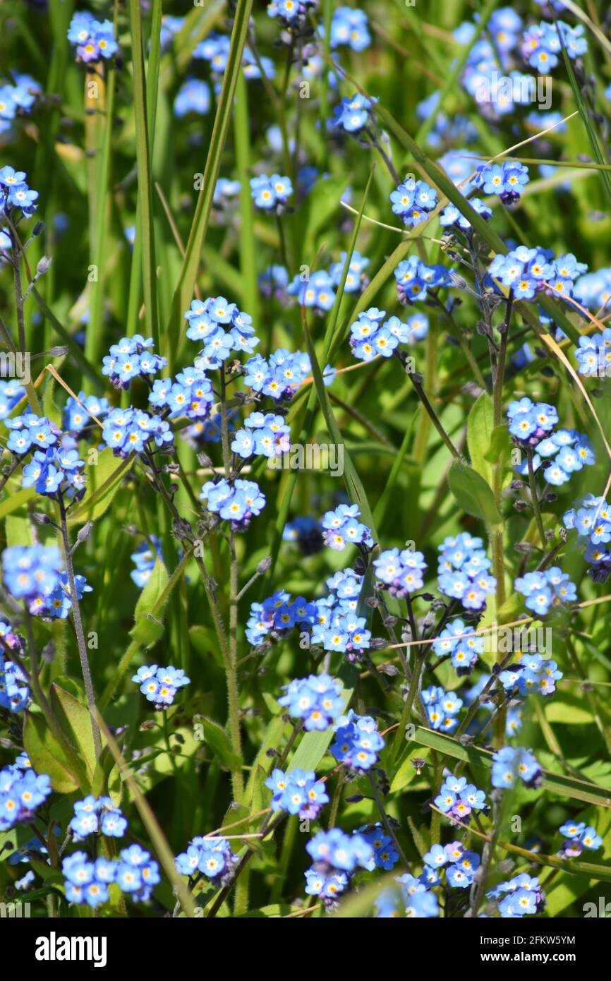 Nontiscordardime Foto Stock