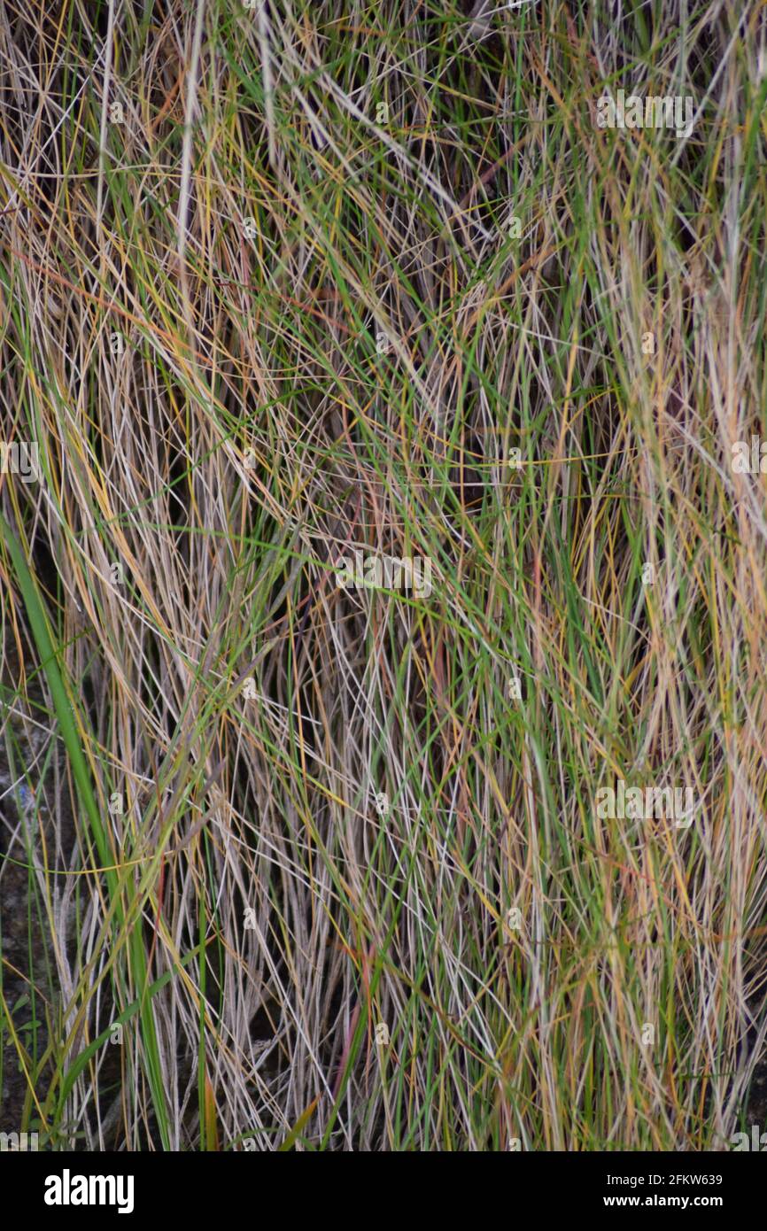 Consistenza di erba selvatica Foto Stock