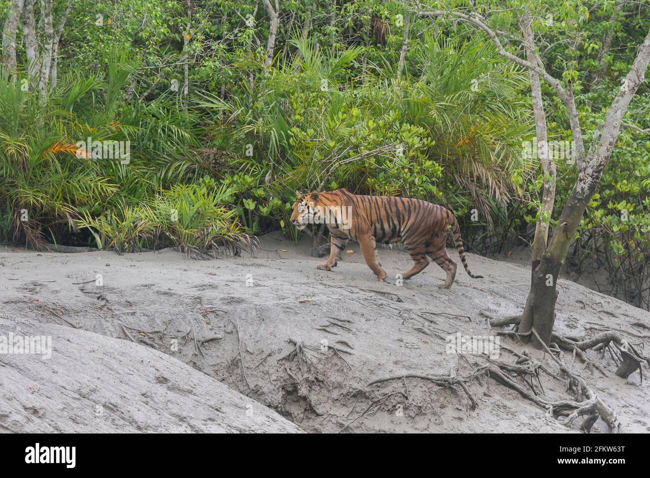 Giovane uomo dominante Bengala Tiger camminare sul lato del fiume durante il periodo di bassa marea alla riserva della tigre di Sundarban, Bengala occidentale, India Foto Stock