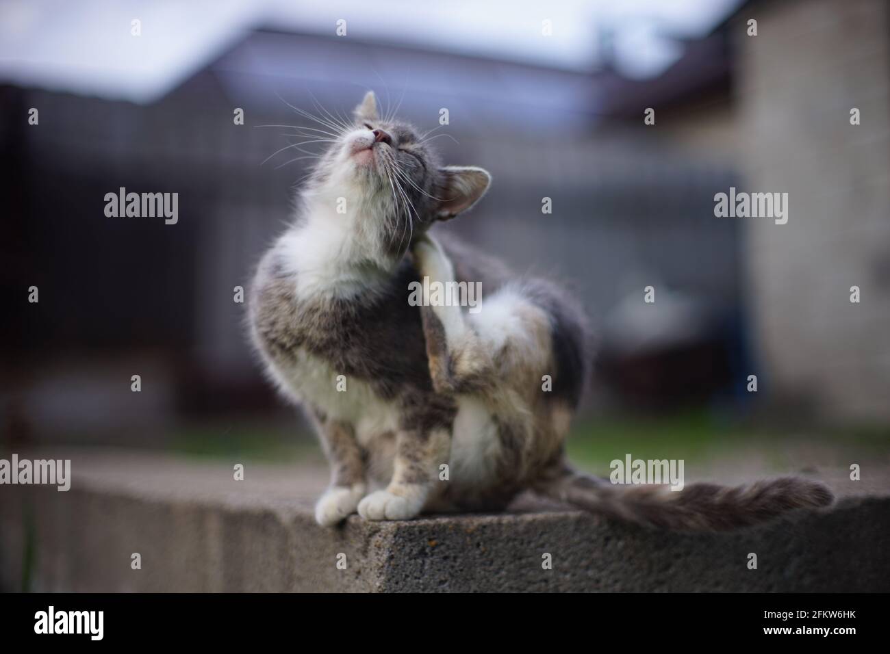 Tartaruga gatto zampa scratch volate dietro l'orecchio in giardino rurale. Foto Stock