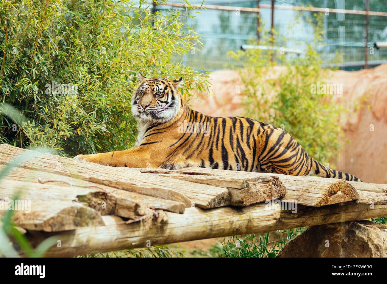 Tigre che giace e riposa allo zoo con arbusti verdi sullo sfondo Foto Stock