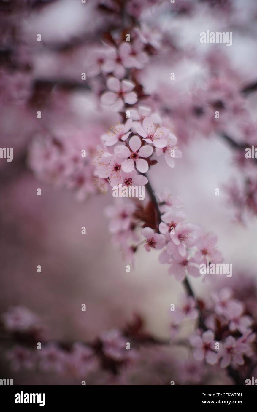 Albero fiorito con fiori rosa sui rami. Art giardino di primavera. Foto Stock