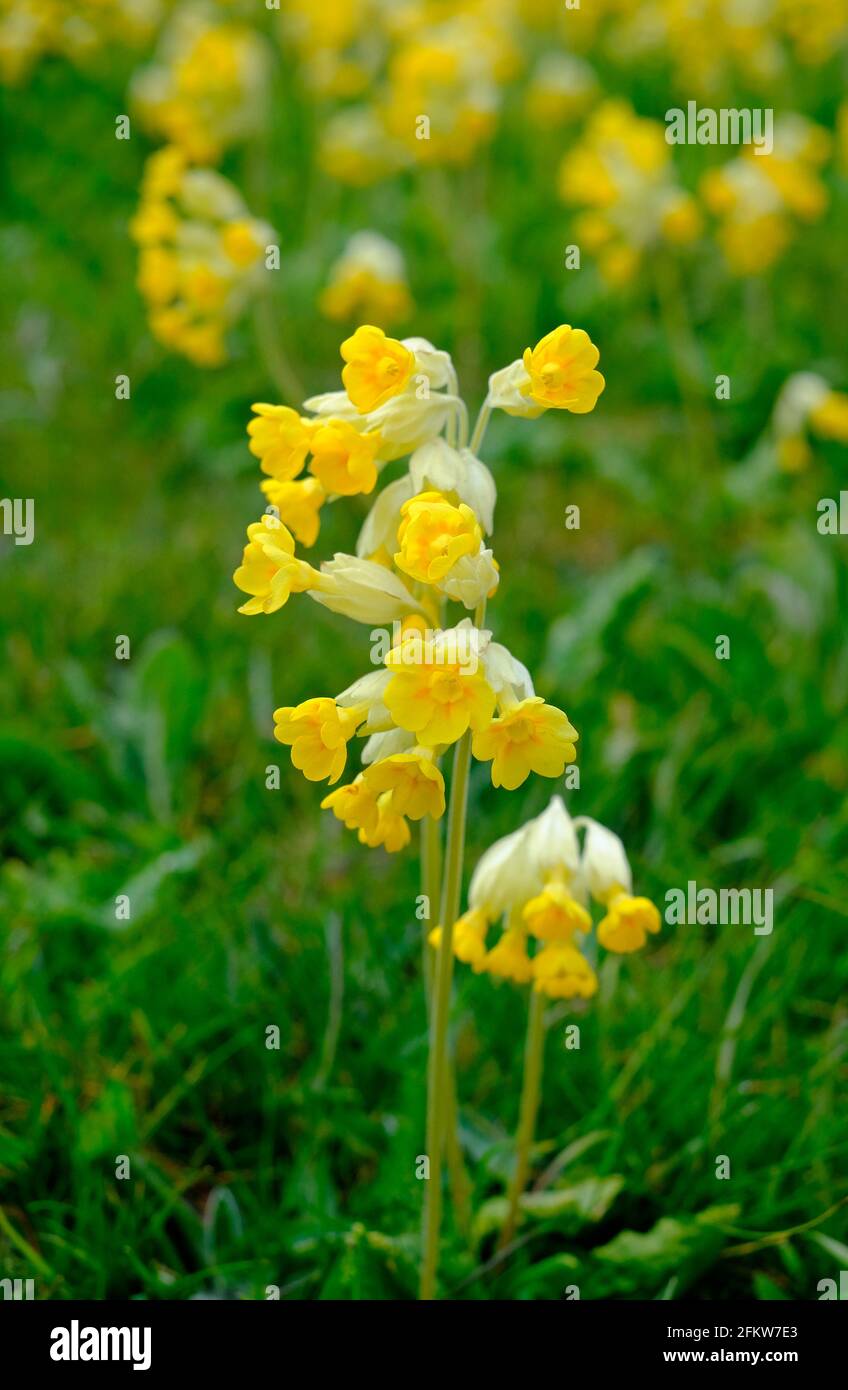 cowslips selvaggi in campo, norfolk del nord, inghilterra Foto Stock