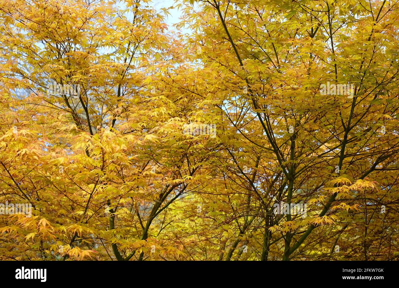 foglie di primavera gialle sull'albero d'acero giapponese, norfolk, inghilterra Foto Stock