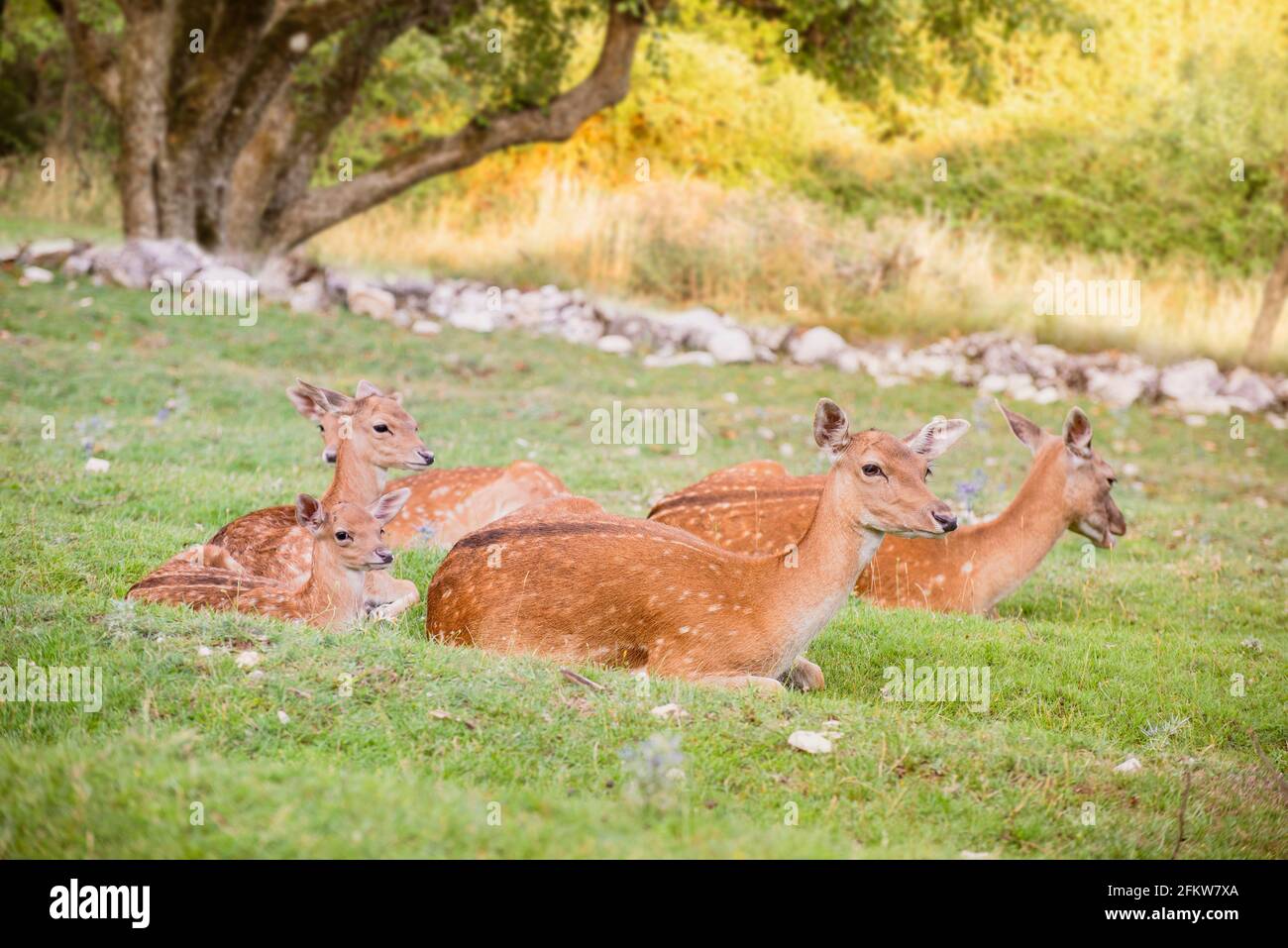 Capriolo del fieno con la relativa mamma nell'erba Foto Stock