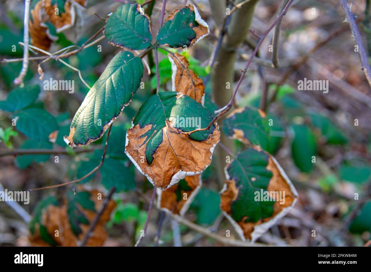 Cespuglio di BlackBerry con faro a foglia nel parco naturale Schoneberger Sudgelande A Schoneberg Berlino Foto Stock