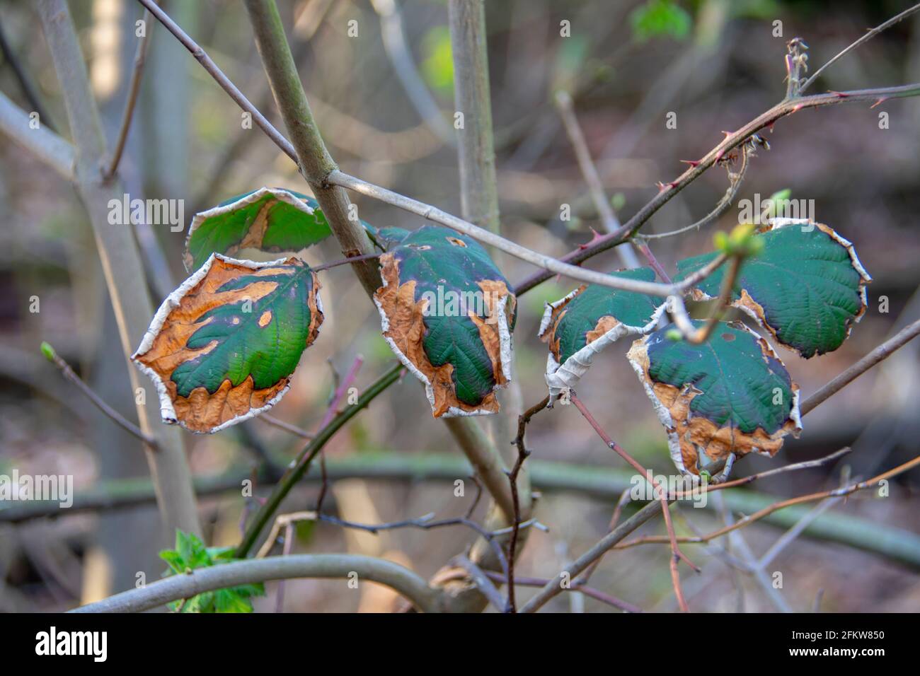 Cespuglio di BlackBerry con faro a foglia nel parco naturale Schoneberger Sudgelande A Schoneberg Berlino Foto Stock