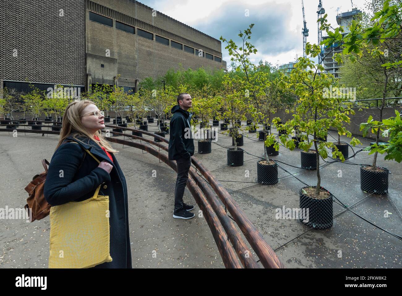 Londra, Regno Unito. 4 maggio 2021. I membri del personale possono vedere Beuys' Acorns, un'installazione di 100 seghe di quercia tutte cresciute da ghiande, che ha aperto fuori Tate Modern da artisti britannici, Heather Ackroyd e Dan Harvey, noti come Ackroyd & Harvey. L'opera, iniziata nel 2007, segna 100 anni dalla nascita di Joseph Beuys (1921-86), artista e attivista ambientale. In mostra dal 4 maggio al 14 novembre 2021, è una scultura vivente dove i visitatori possono riconnettersi con l'arte dal blocco e ripensare il loro rapporto con la natura. Credit: Stephen Chung / Alamy Live News Foto Stock