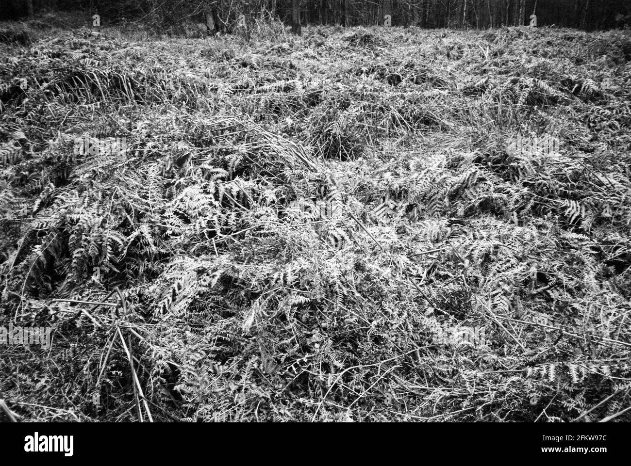 Old bracken Medstead, Hampshire, Inghilterra, Regno Unito. Foto Stock