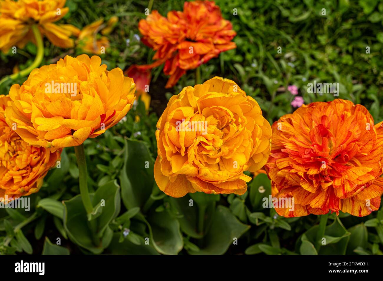 tulipani in fiore di diversi colori sul prato Foto Stock