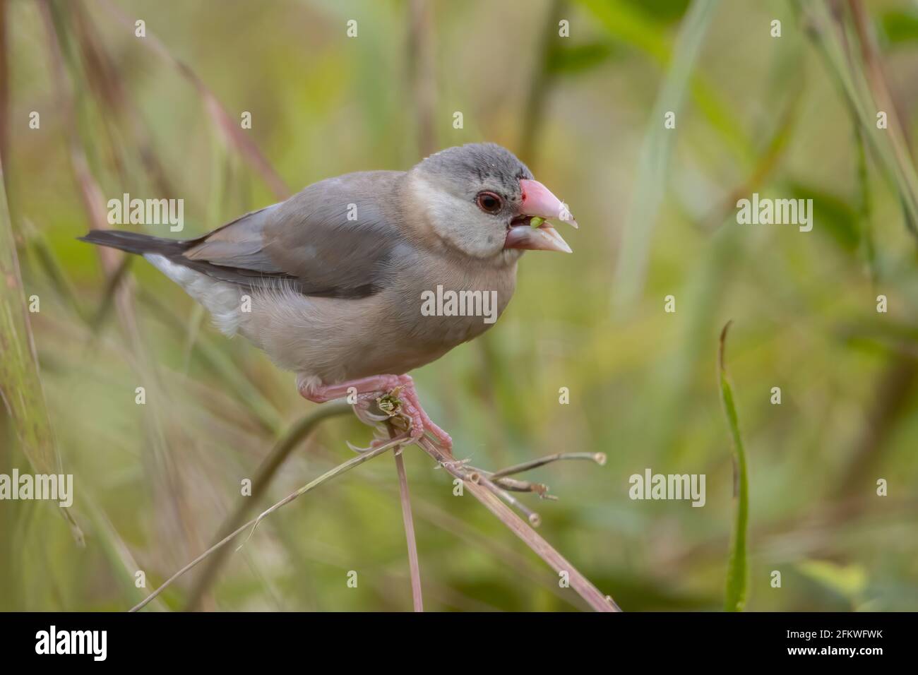Natura Fauna immagine del bellissimo uccello passero Java (Lonchura oryzivora) con sfondo verde Foto Stock