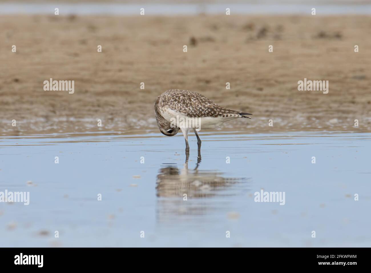 Natura fauna selvatica immagine di Grey Plover uccello d'acqua sulla spiaggia Foto Stock