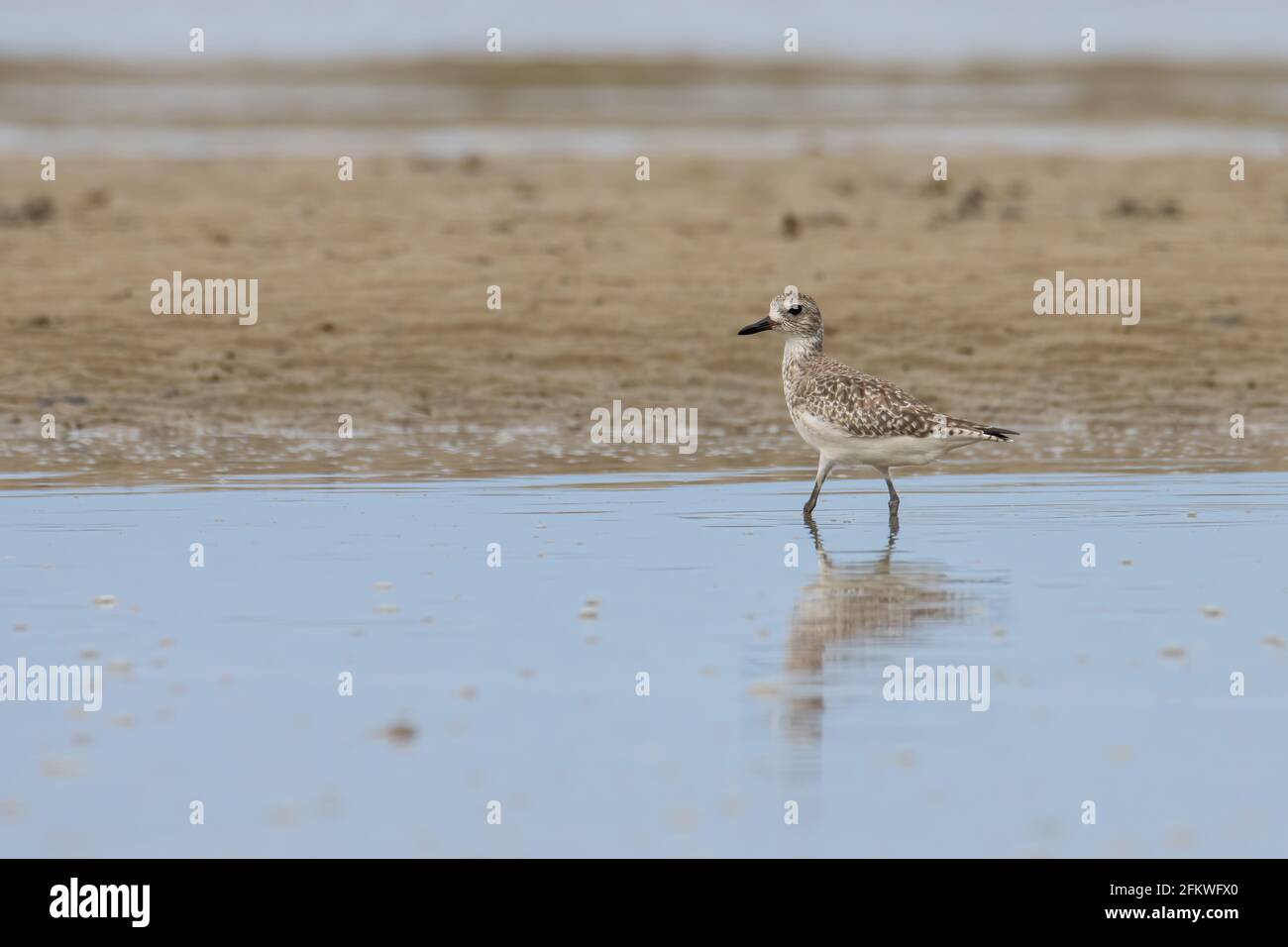 Natura fauna selvatica immagine di Grey Plover uccello d'acqua sulla spiaggia Foto Stock