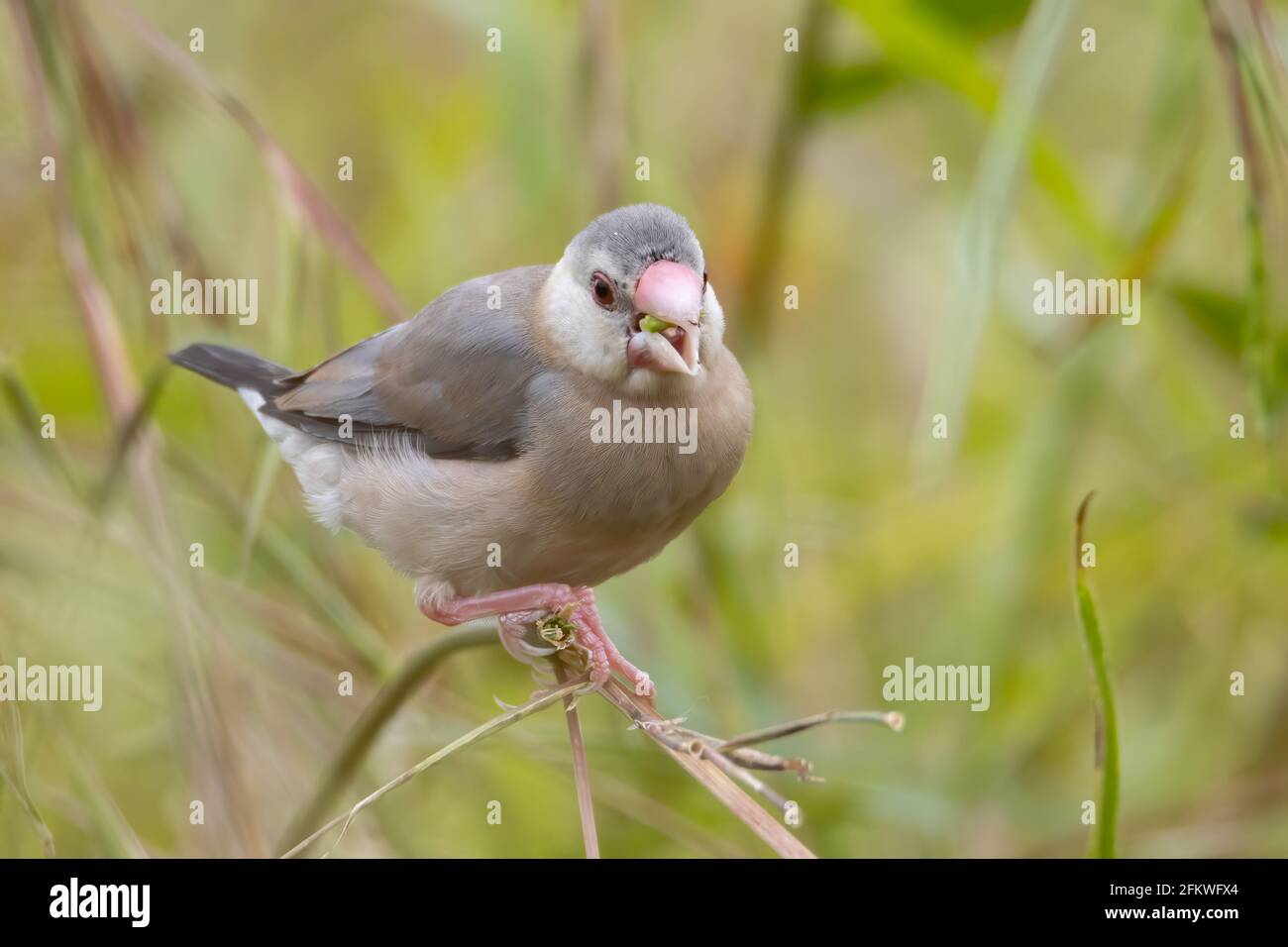 Natura Fauna immagine del bellissimo uccello passero Java (Lonchura oryzivora) con sfondo verde Foto Stock