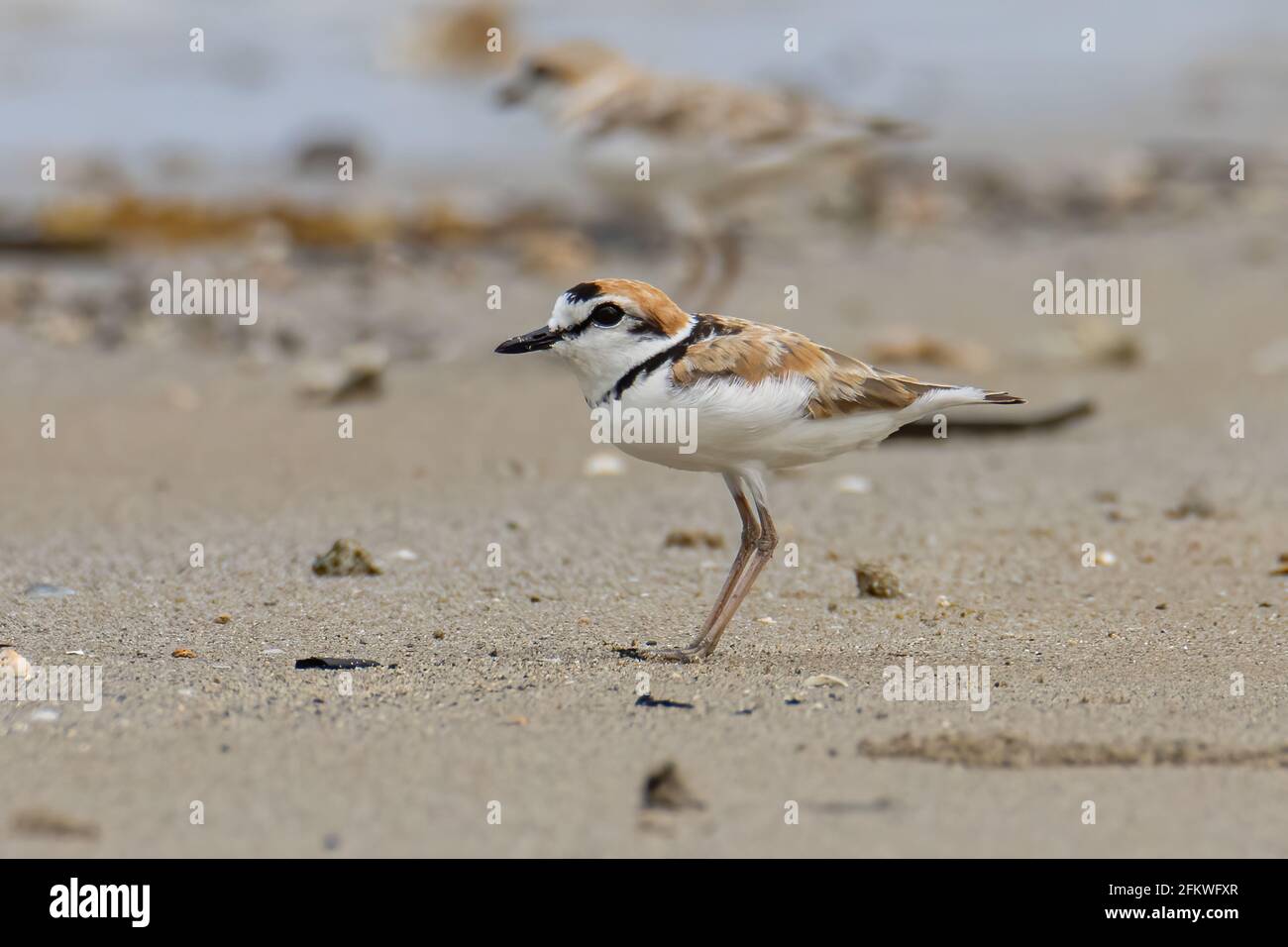 Natura fauna selvatica immagine di malese pover è un piccolo wader che nidifica su spiagge e saline nel sud-est asiatico. Foto Stock