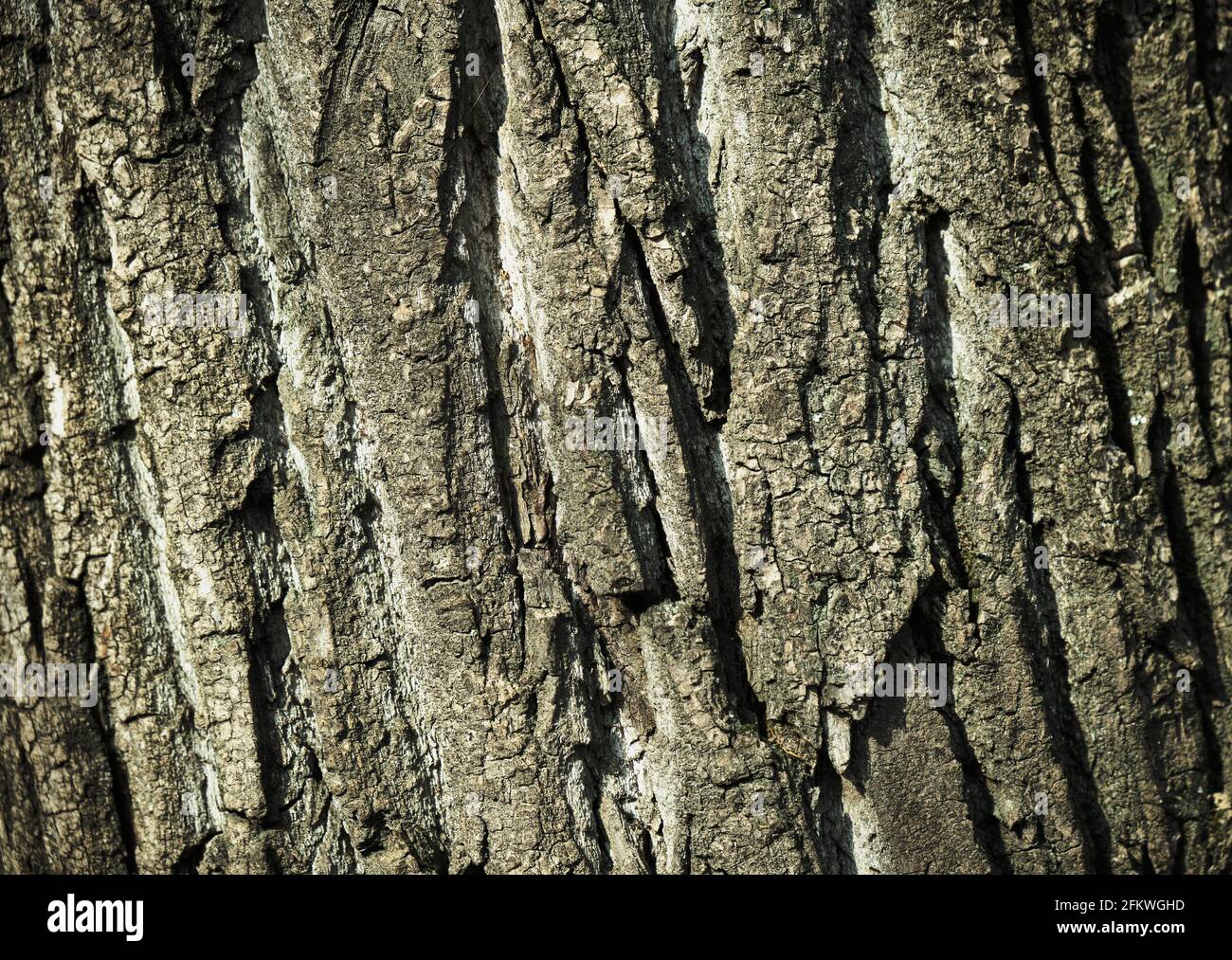 La struttura di una corteccia di albero nella luce solare molle Foto Stock