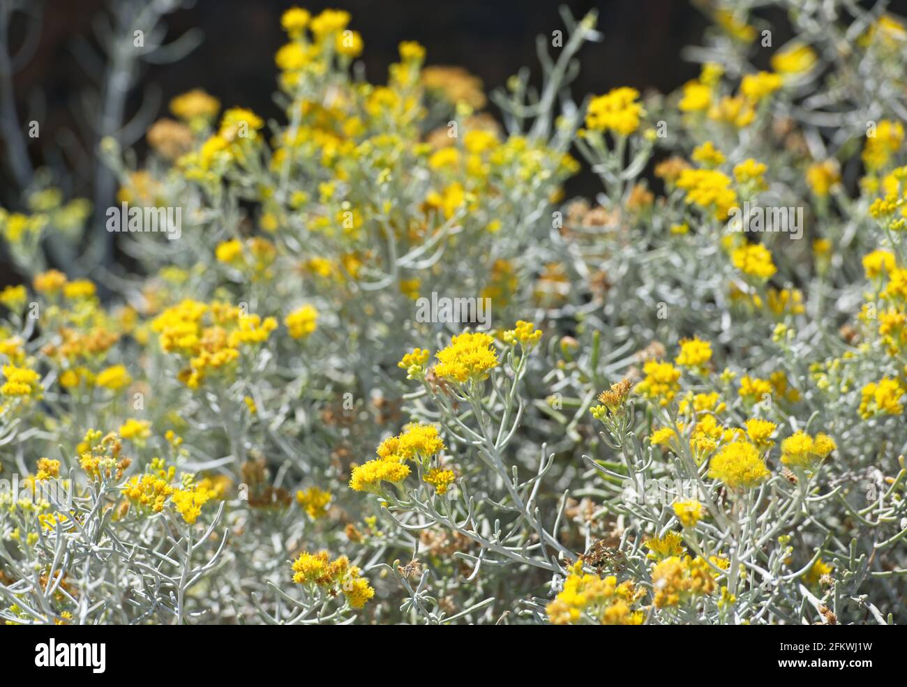 Sfondo di comune wormwood (Artemisia absinthium)- è una specie di Artemisia originaria delle regioni temperate dell'Eurasia e del Nord Africa. Centrale Foto Stock