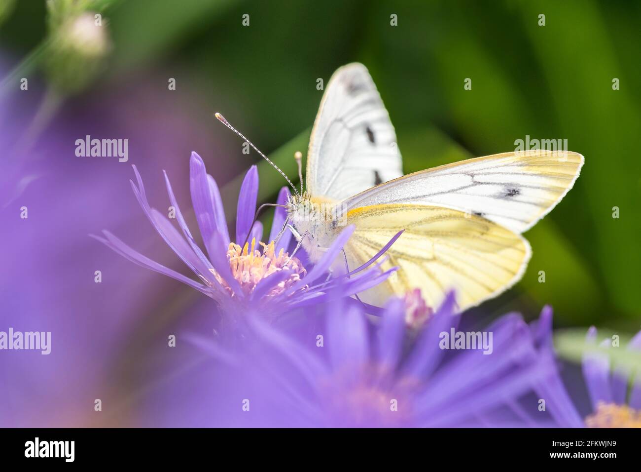 Large White Butterfly Female - Pieris Brassicae - a riposo Un fiore dell'Astro di New York - Symphyotrichum Novi-belgii Foto Stock