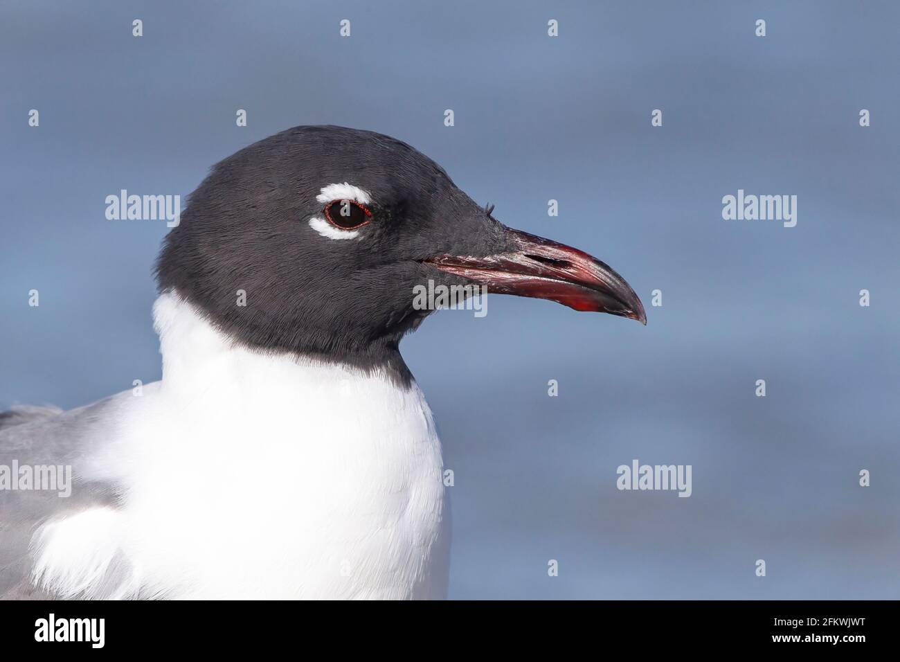 Gabbiano ridente, Leuchaeus atricilla, primo piano di testa di singolo uccello in crumage riproduttore, Florida, USA Foto Stock