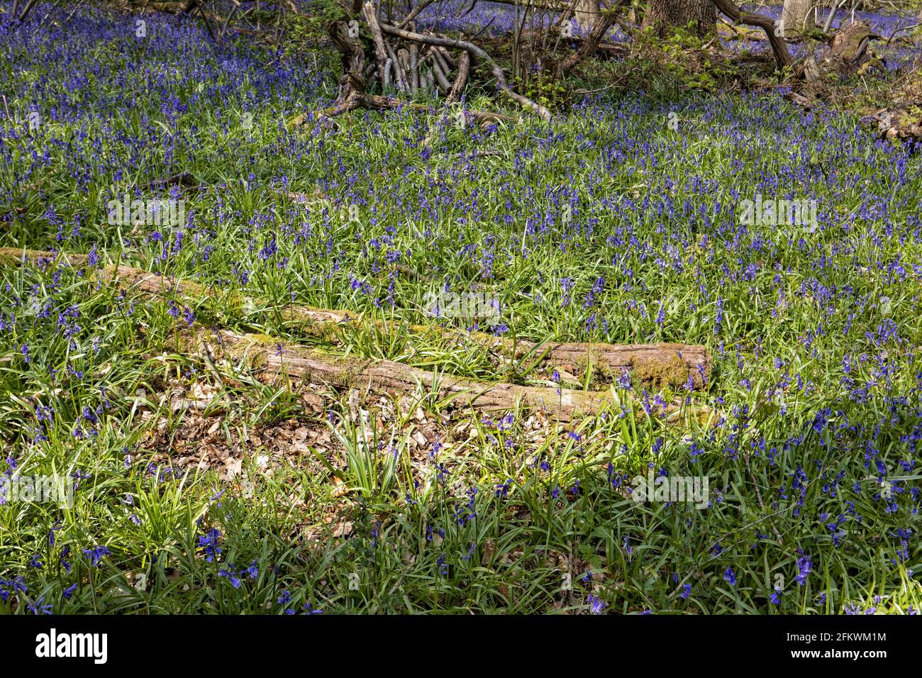 Bluebells inglesi blu (Hyacinthoides non-scripta) fiorente fra i tronchi caduti in bosco in primavera in Surrey, Inghilterra sud-orientale Foto Stock