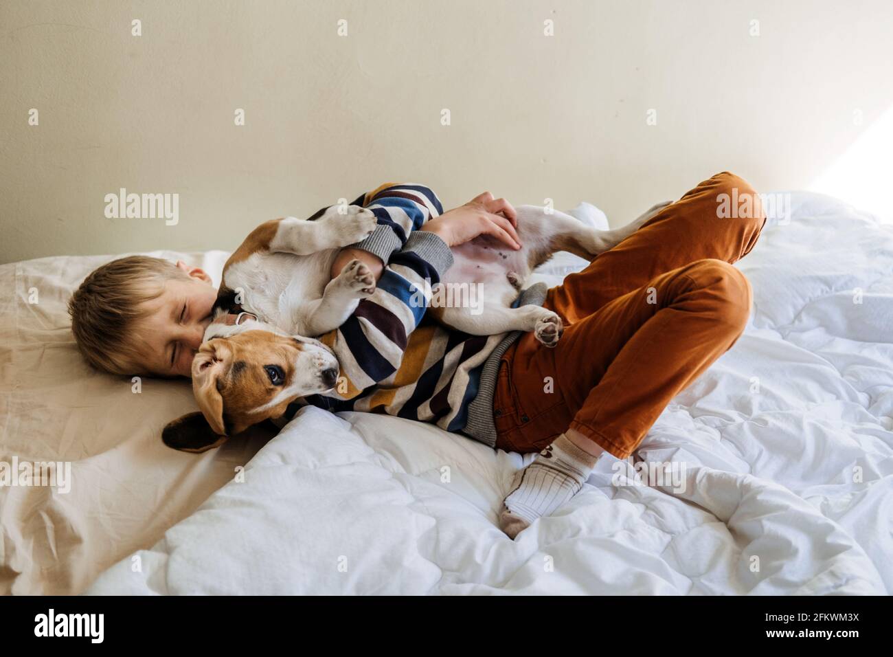 Razze di cane migliori per i capretti, cani di buona famiglia. Presentazione dei cuccioli e dei bambini. Simpatico cucciolo di Beagle e ragazzo che gioca a letto a casa Foto Stock