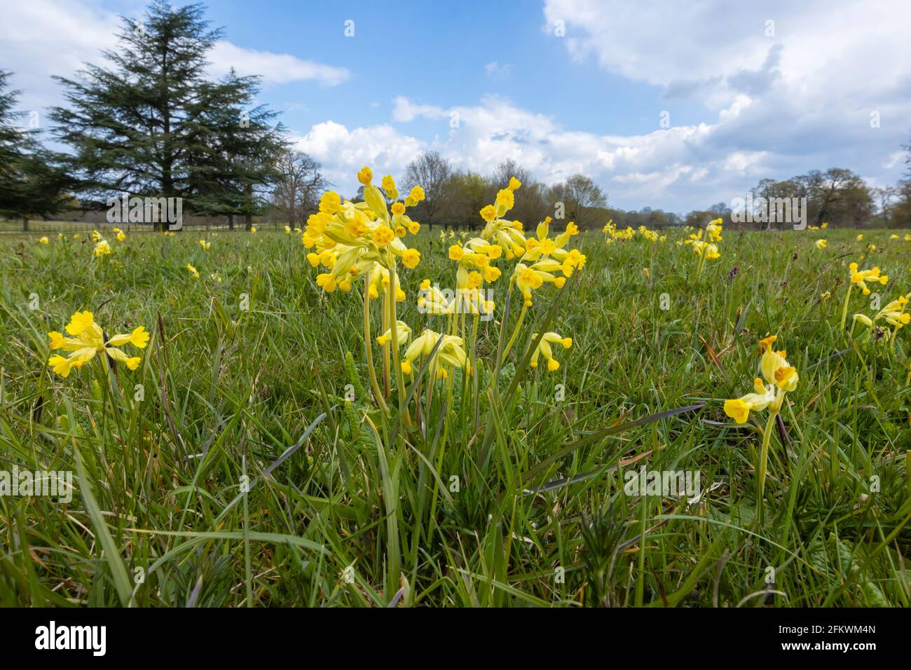 Cowslips gialli (Primula veris) che crescono in erba in Surrey, sud-est dell'Inghilterra in primavera - vista ravvicinata Foto Stock