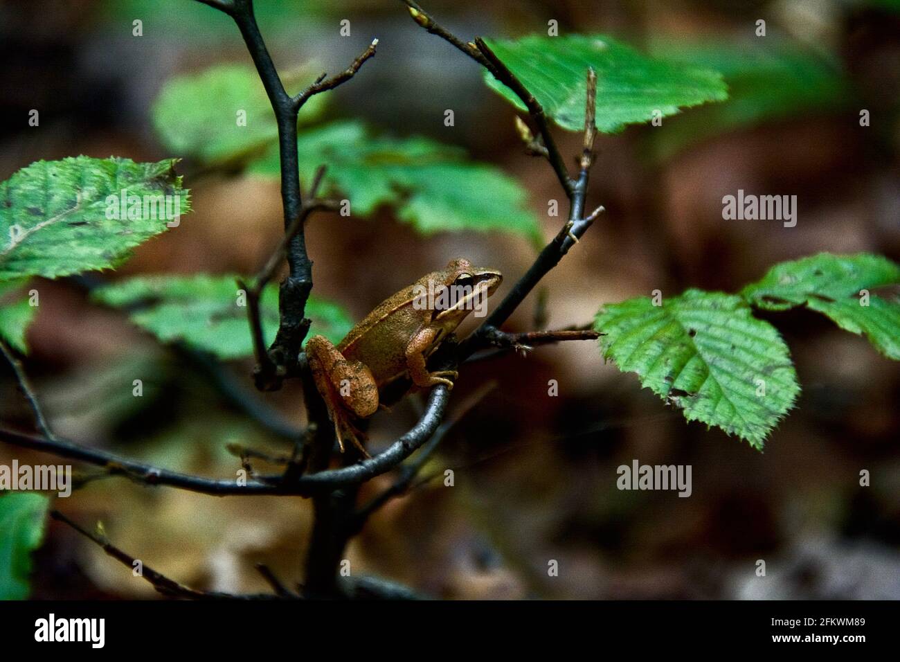 Rana su un ramo nella foresta della Romania Foto Stock