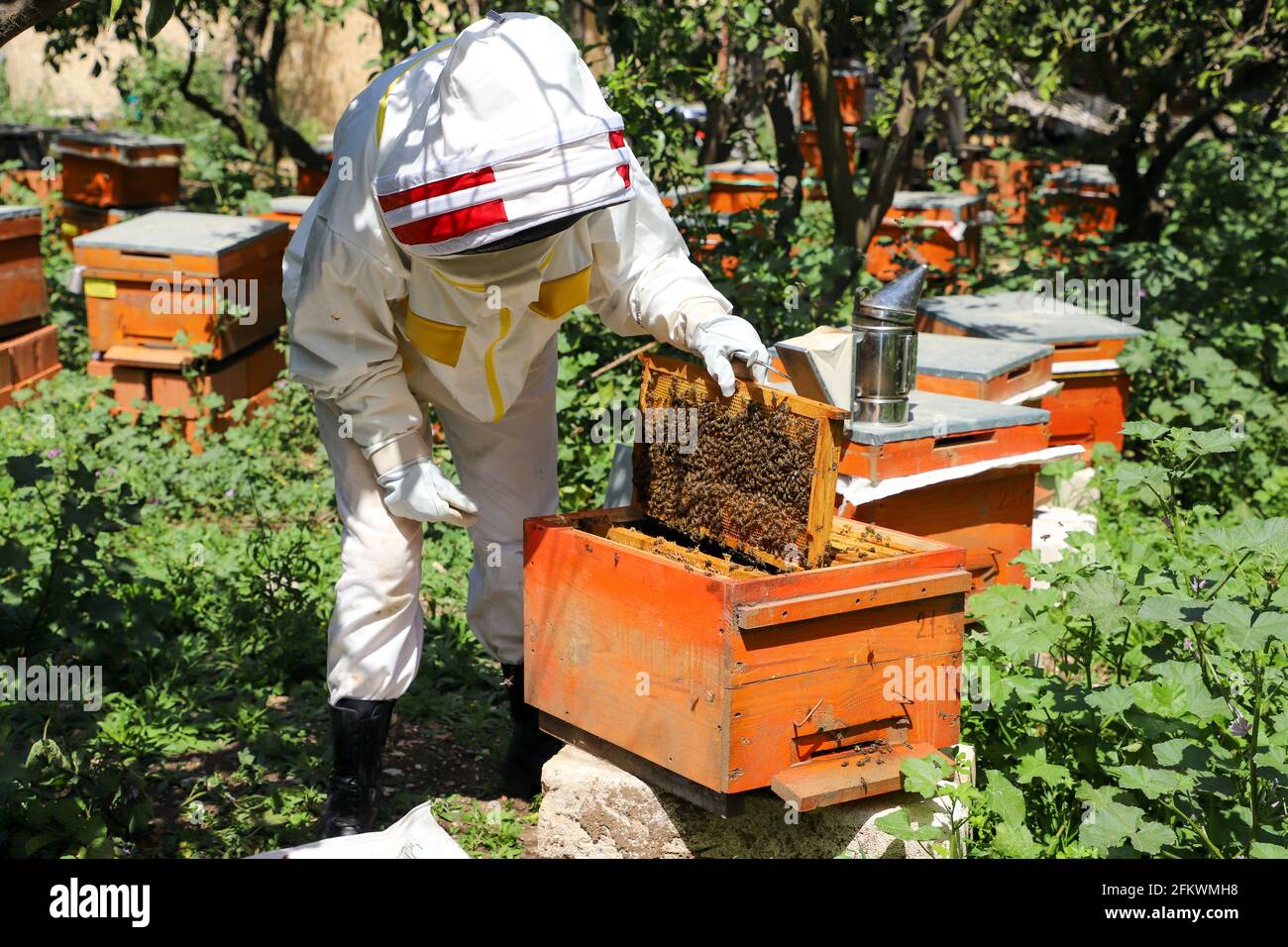 Apicoltore sta lavorando per raccogliere miele. Foto Stock