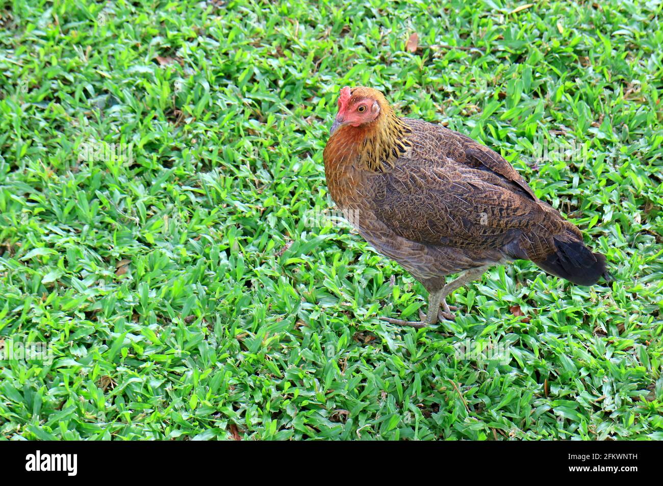 Primo piano di un bellissimo Bantam Hen rilassante sul verde Campo di erba Foto Stock