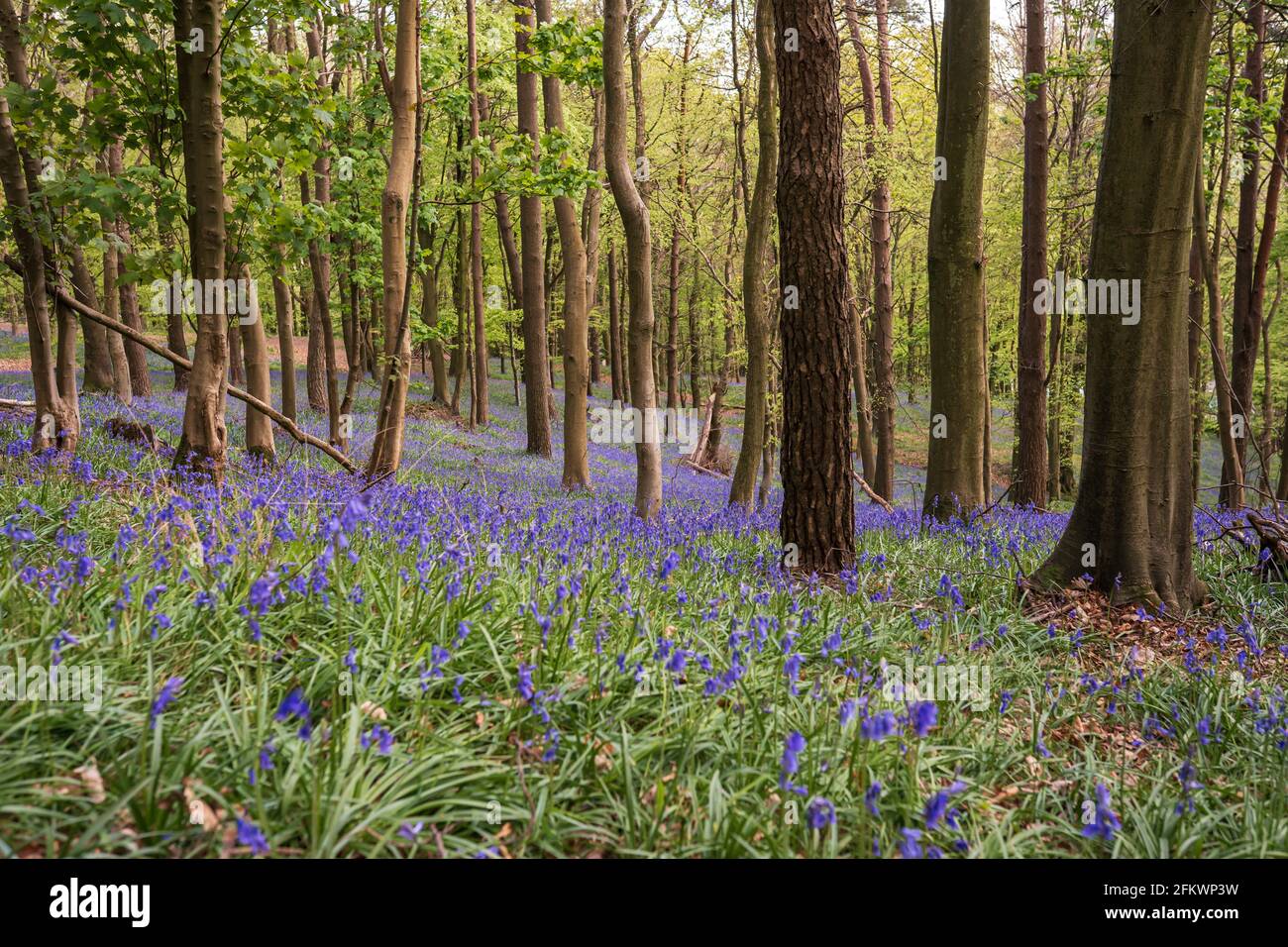 Bluebells a Graig Fawr Woods vicino Margam Country Park, Port Talbot, Galles del Sud, Regno Unito Foto Stock