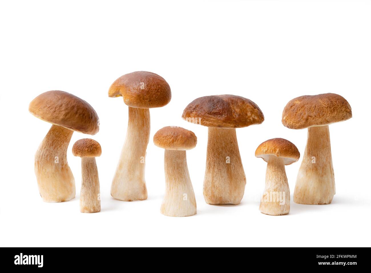 Gruppo di Boletus Edulis marrone isolato su sfondo bianco. Funghi commestibili in cucina. Nessuno Foto Stock