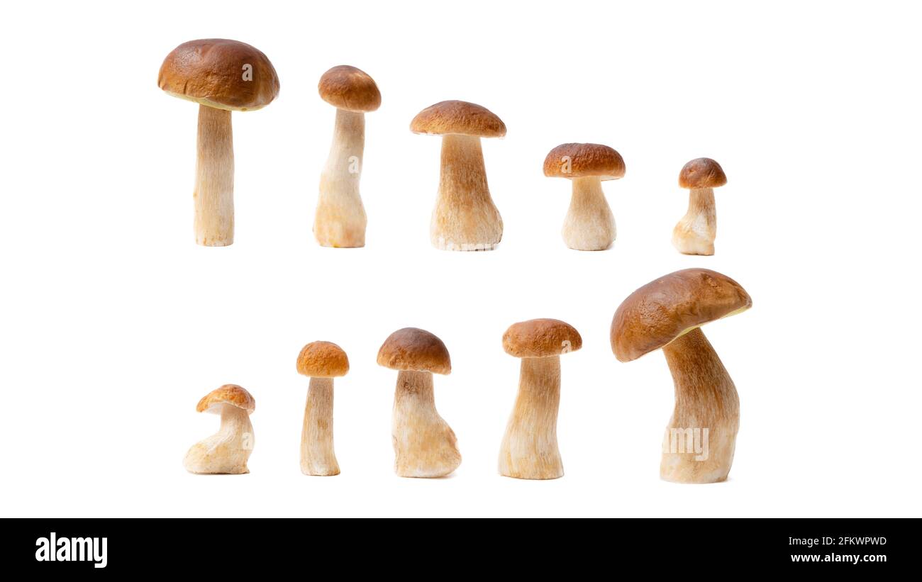 Gruppo di Boletus Edulis marrone isolato su sfondo bianco. Funghi commestibili in cucina. Nessuno Foto Stock