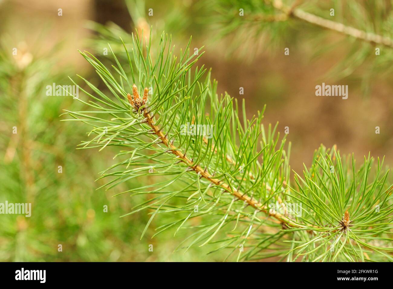 Ramo di pino verde con lunghi aghi closeup Foto Stock