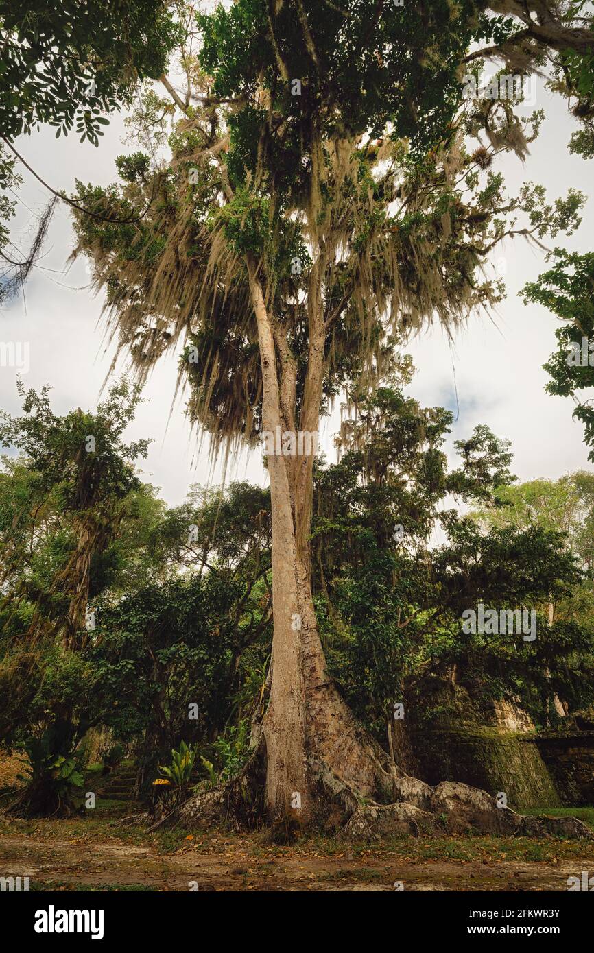 Albero nella giungla del Guatemala vicino Tikal, post processato usando bracketing di esposizione Foto Stock