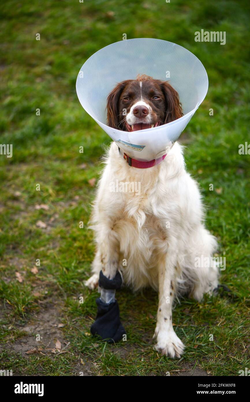 English springer spaniel cane fuori con ferita del piede che indossa il cono della vergogna per fermare la sua masticazione la zampa. Foto Stock