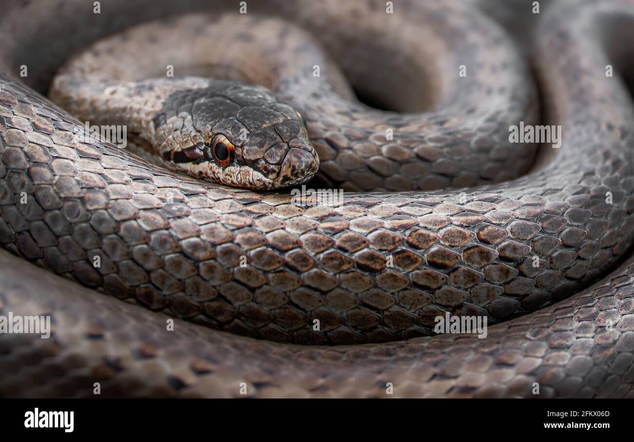 Macro-shot ravvicinata di serpente liscio a spirale (Coronella austriaca) Foto Stock
