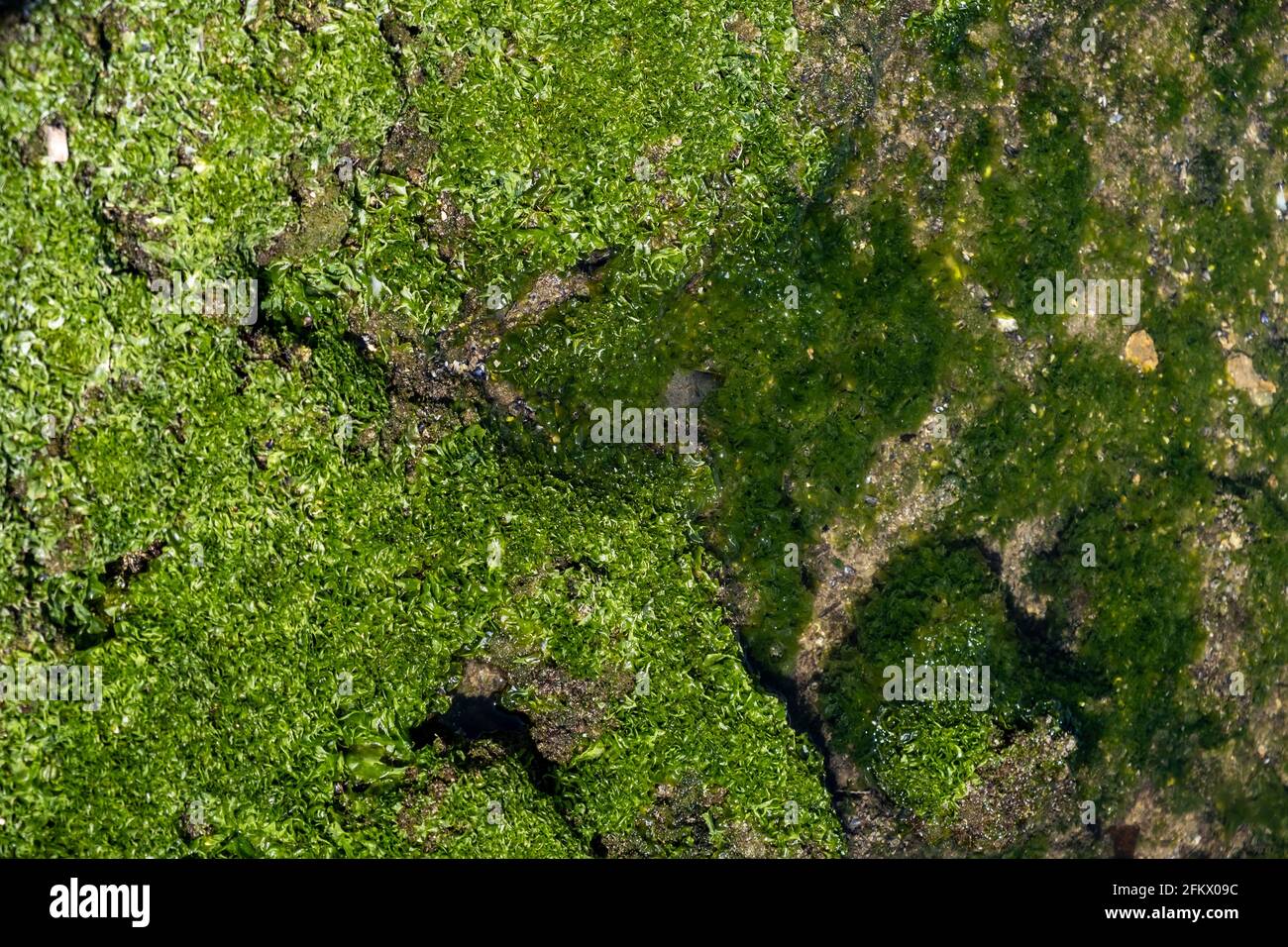 Concetto di muschio e palude. Destinazione per vacanze Grecia. Crescita viva di muschio verde sulle pietre sopra, sotto il mare. Vegetazione mussosa su rocce in ambiente umido Foto Stock