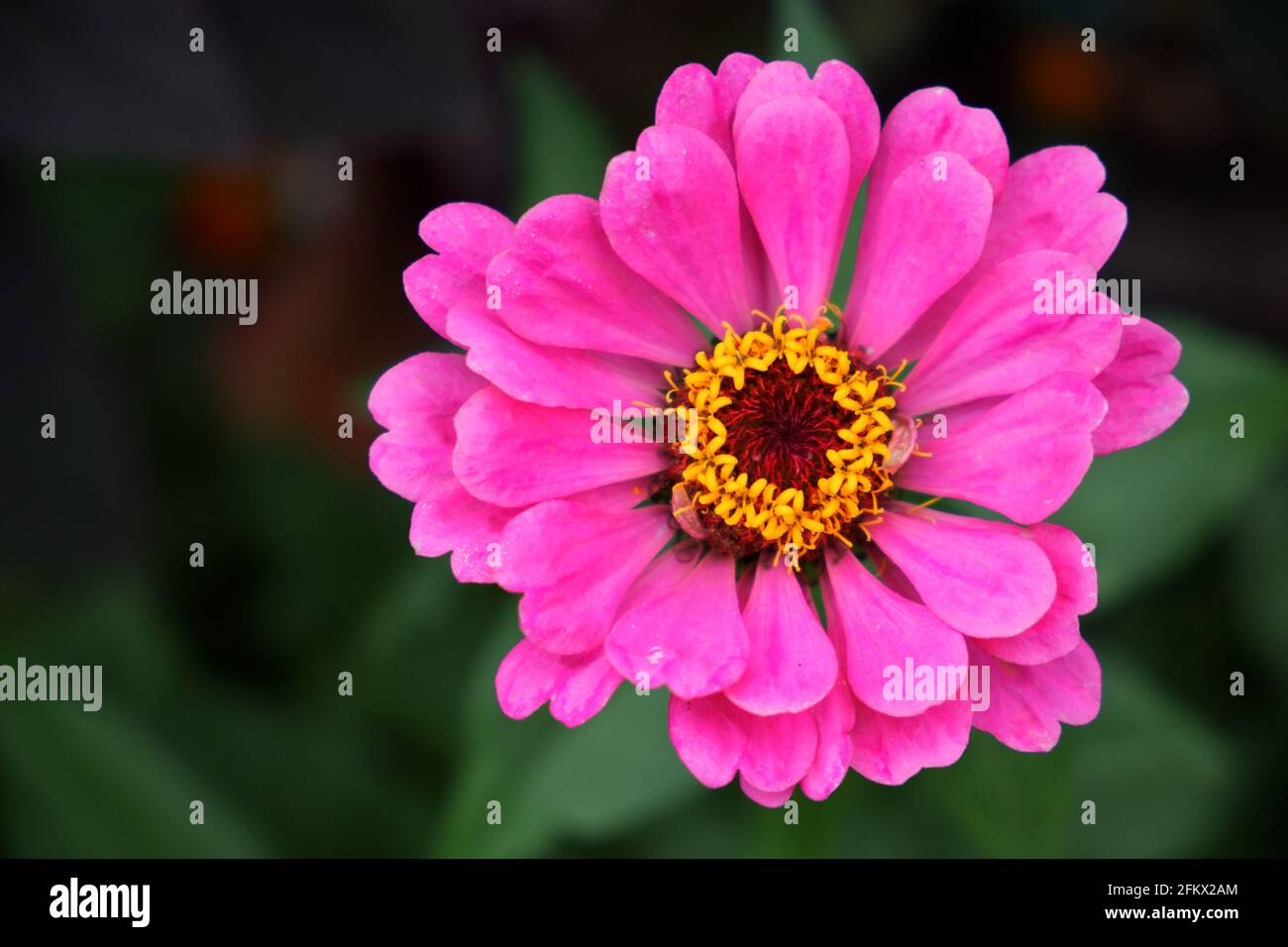 Un grande fiore di zinnia rosa su uno sfondo sfocato, primo piano. Bel fiore luminoso con petali rosa. Foto Stock