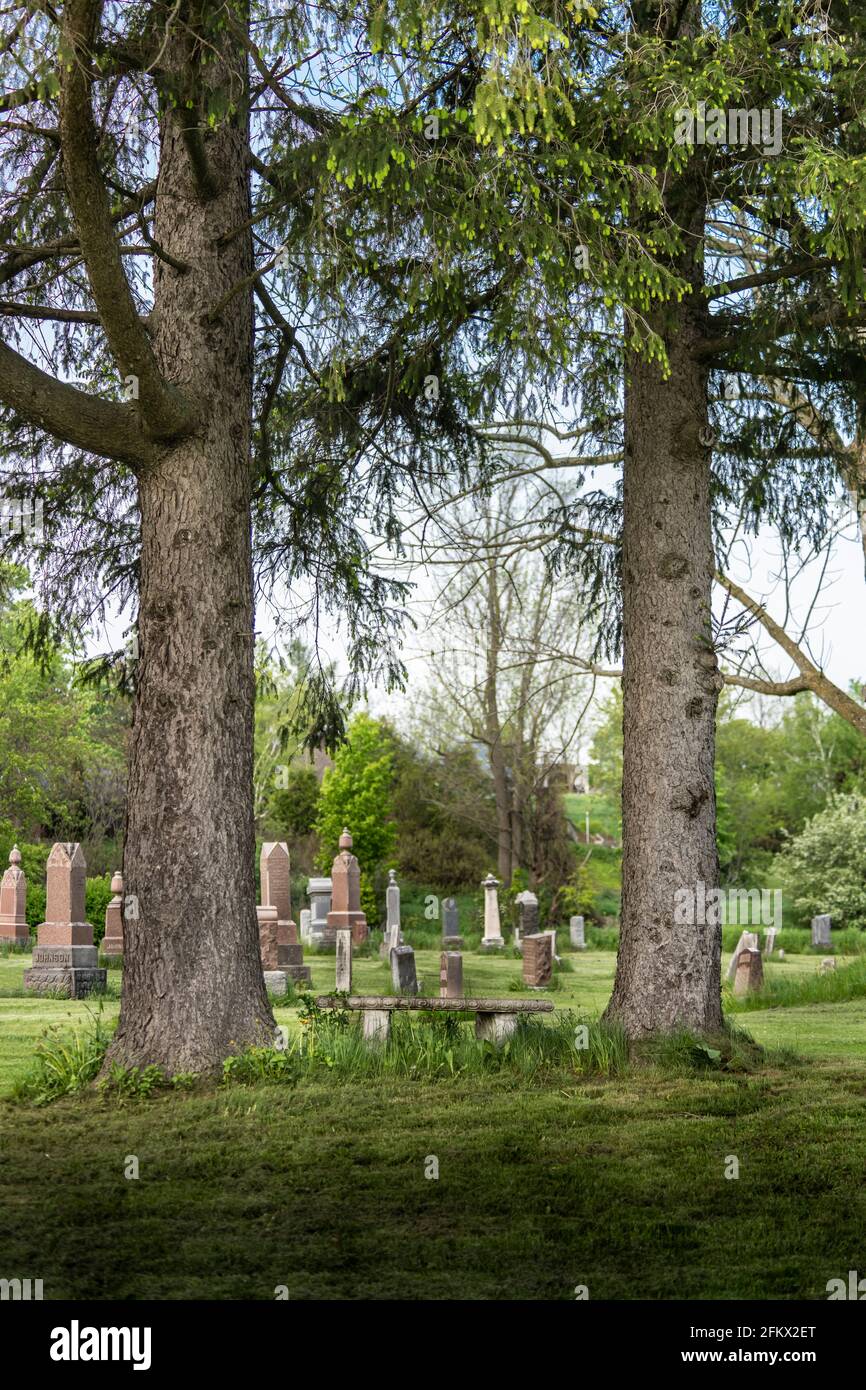 Due grandi alberi in un vecchio cimitero nella zona rurale dell'Ontario Foto Stock