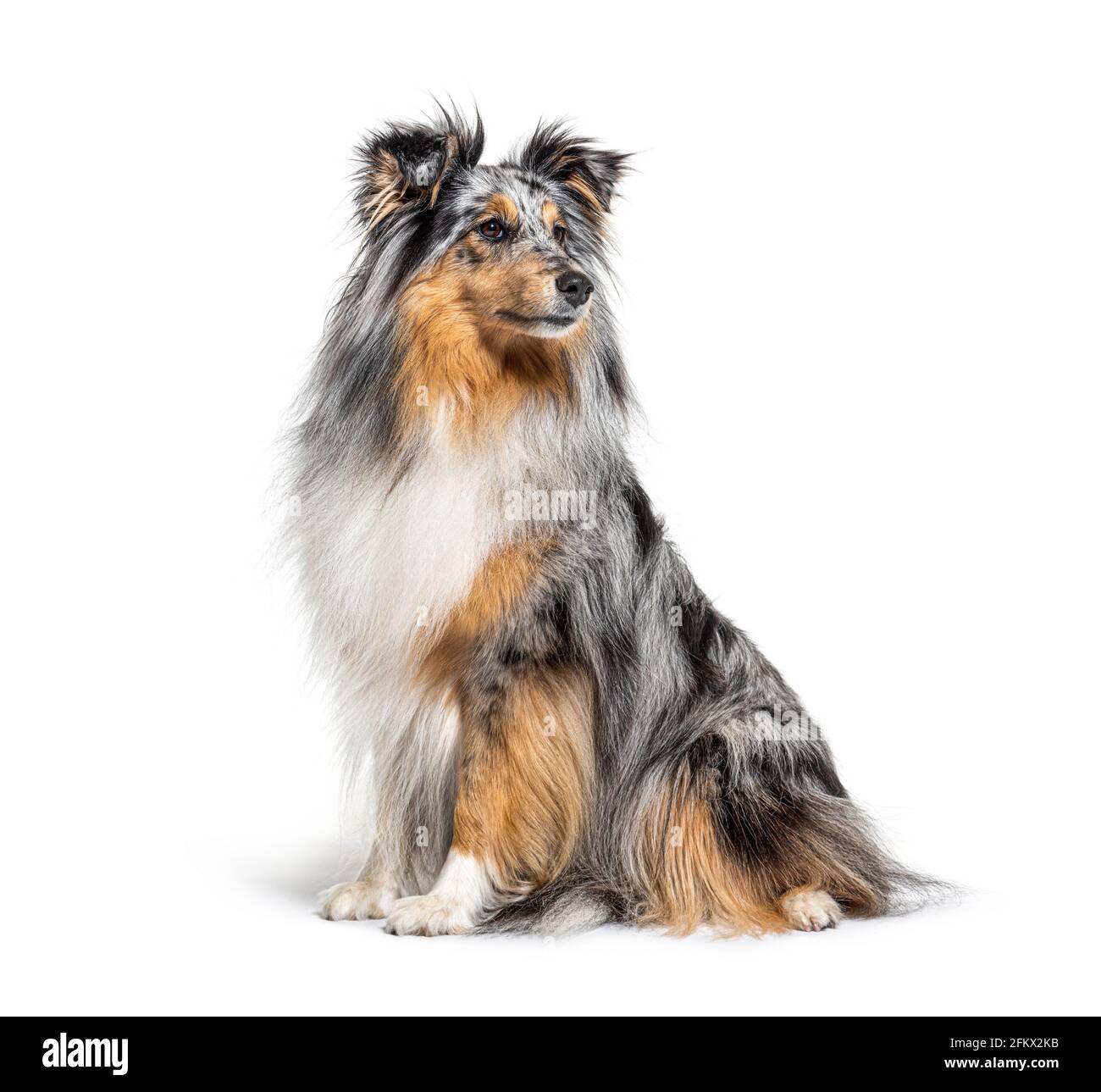 Seduta blu merle Sheltie isolato su bianco Foto Stock