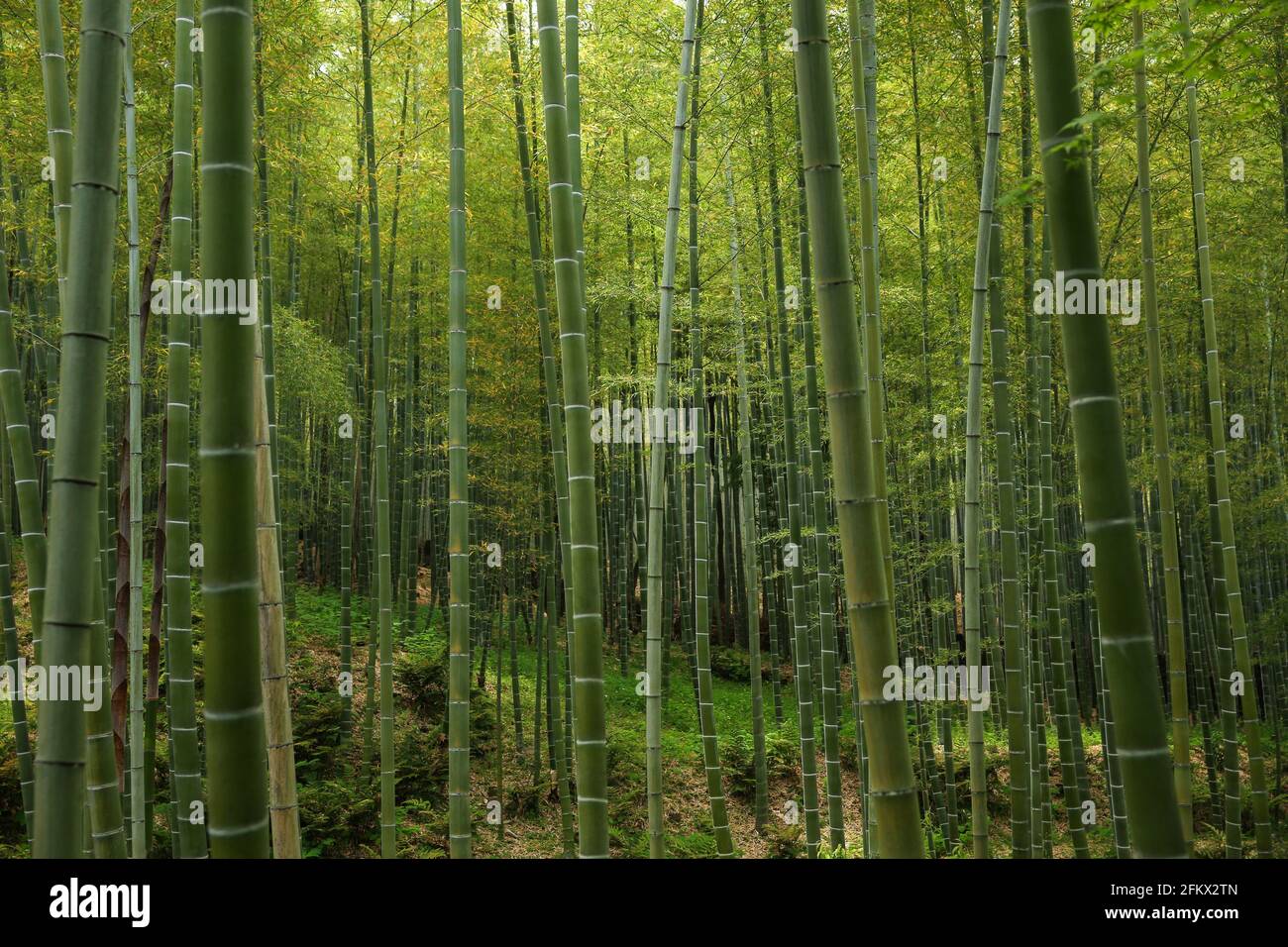 Arashiyama foresta di bambù a Kyoto, Giappone. Bel boschetto di bambù verde. Foto Stock