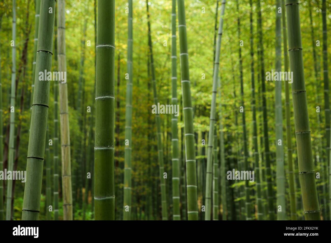Arashiyama foresta di bambù a Kyoto, Giappone. Luce del sole che passa attraverso il boschetto di bambù verde. Foto Stock