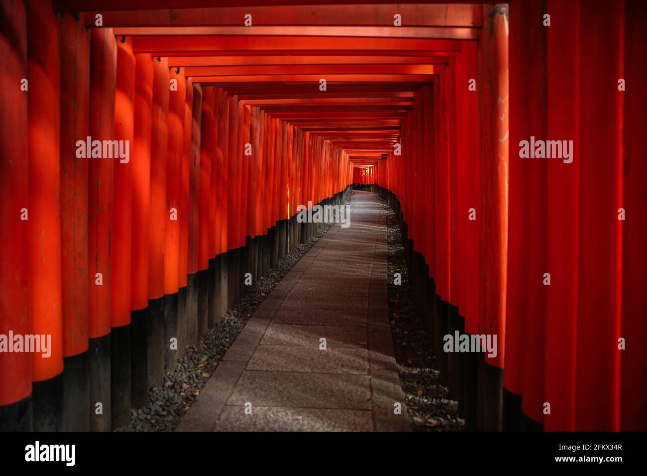 Fushimi Inari Taisha, migliaia di porte torii rosse al santuario giapponese Shinto, Fushimi-ku, Kyoto, Giappone. Foto Stock